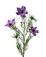 Artificial Nigella Spray 69cm Purple