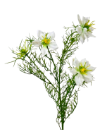 Artificial Nigella Spray 69cm White