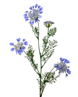 Artificial Queen Annes Lace 96cm Blue