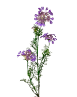 Artificial Queen Annes Lace 96cm Lilac