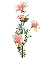 Artificial Queen Annes Lace 96cm Pale Pink