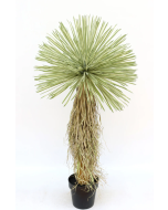 UV Protected Real Touch Dracaena Ball Tree 150cm