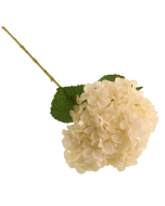 65cm Mophead Hydrangea Cream