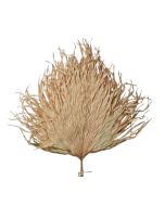 Anahaw Leaves Natural x 5pcs