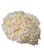 Preserved Hydrangea 25 - 30cm Bleached