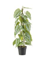 Anthurium On Stem In Pot 80cm