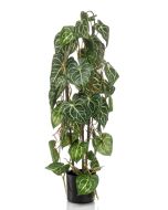 Anthurium 3 Stems In Pot 75cm