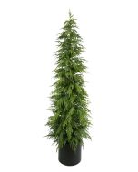 210cm Balsam Fir Tree in Planter