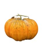 Artificial Pumpkin - Green/Orange (30cm diameter)