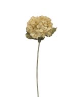 Dry Look Hydrangea - Cream/Beige (25cm diameter, 80cm long)