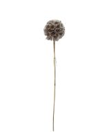 Artificial Frosted Scabiosa Pod - White/Brown (84cm long)