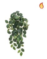 Fittonia Bush 54cm FR