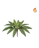 Plants Peacock Bush 37cm FR