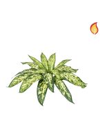 Plants Base Aglaonema Bush Varie 37cm FR