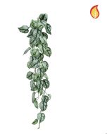 Trailing Scindapsus 85cm FR