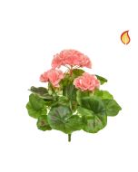 Plants Flowering Geranium Peach/White 23cm FR