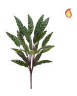 Plants Peacock Bush 65cm FR