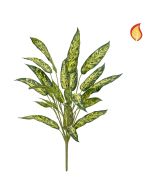 Plants Aglaonema 65cm FR