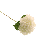 65cm Mophead Hydrangea White