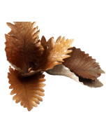 Caban Leaves Natural x 5pcs App 25 - 35cm