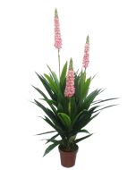 Artificial Real Touch Lupin Plant Pink/Green 150cm