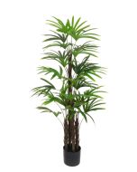 Rhapis Excelsa Tree 120cm