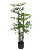 Rhapis Excelsa Tree 150cm