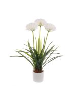 Agapanthus In Pot 80cm White