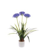 Agapanthus In Pot 80cm Purple/Blue