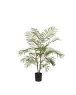 Acacia Plant In Pot 97cm