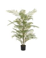 Acacia Plant In Pot 135cm