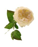 60cm Provence Rose Single Cream/Blush