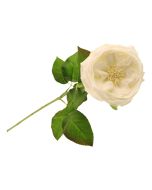 60cm Provence Rose Single White