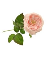 60cm Provence Rose Single Light Pink