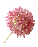 79cm Agapanthus Pink - Recycled