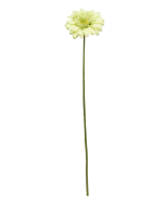 Single Gerbera 72cm Green