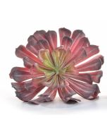 Succulent Plant Red 16 x 12cm