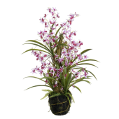94cm Dancing Orchid Plant W/Moss Pink