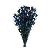Nigella Orientalis - Dark Blue (App 100g)
