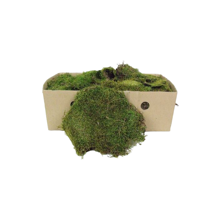 Flat Moss Box 1 Kg