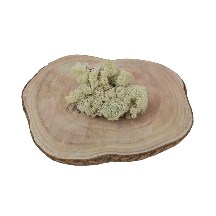 Reindeer Moss (Icelandic Moss) Preserved Natural
