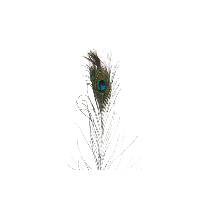 Peacock Feathers Lge X 40 30" - 35"