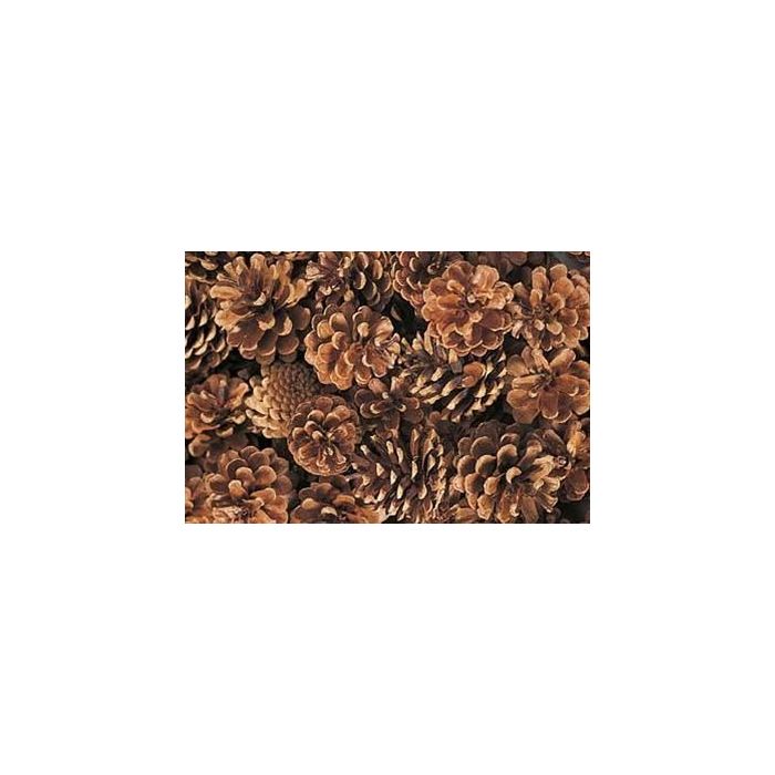 Austriaca Cone's x 5 Kg