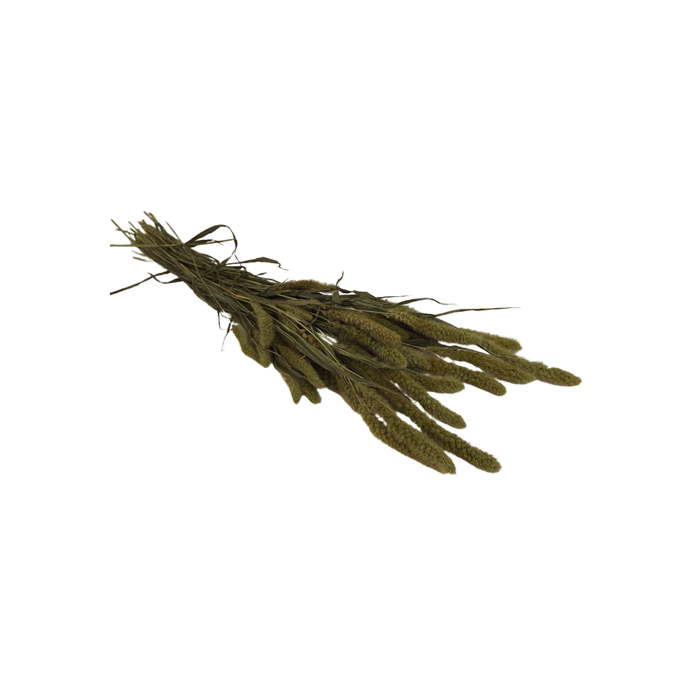 Setaria Natural Bunch