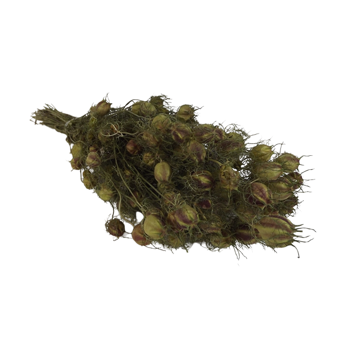 Nigella Pod Natural