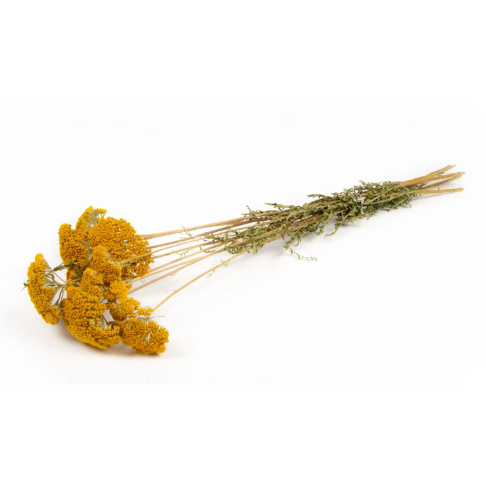 Achillea Gold Plate Bunch