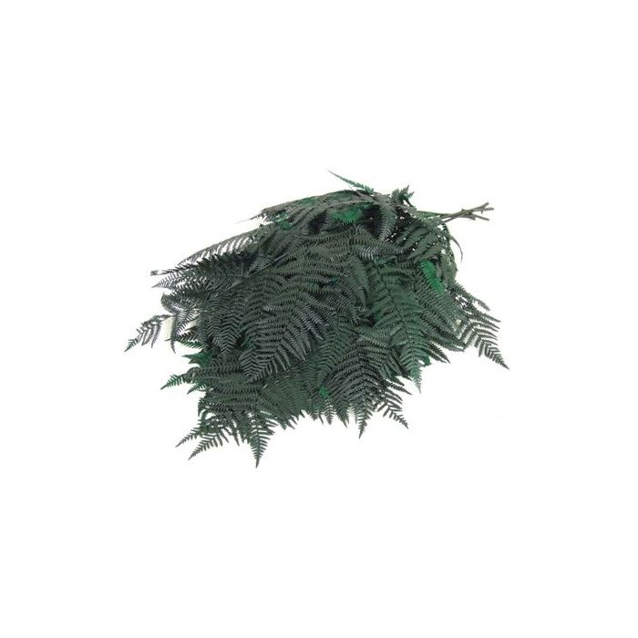 Preserved Bracken Fern Green x 10 Stems