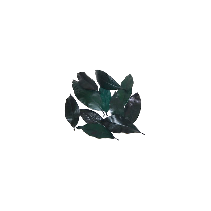 Magnolia Leaves Preserved Green x 1kg