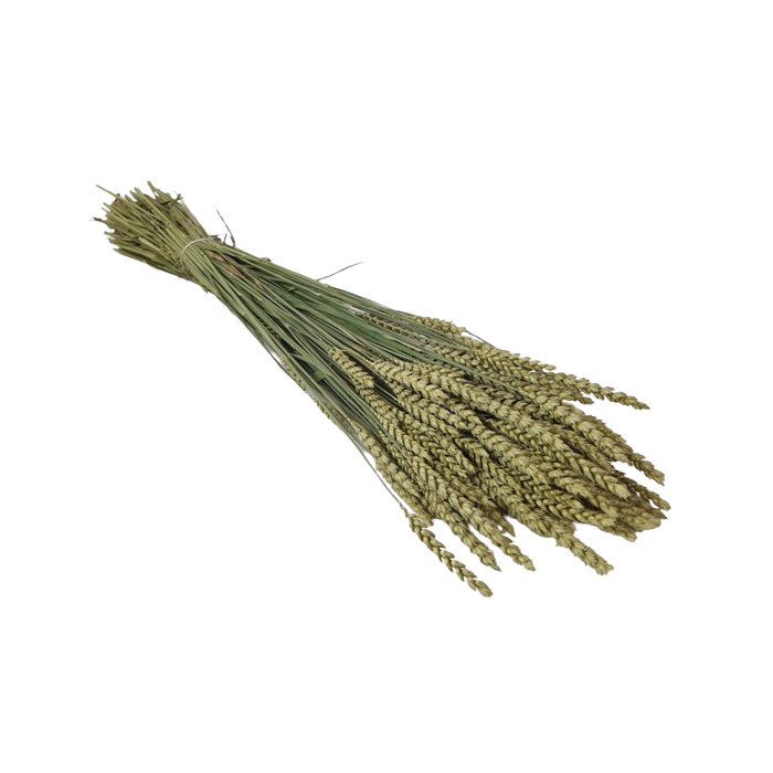 Wheat Natural (Spanish)