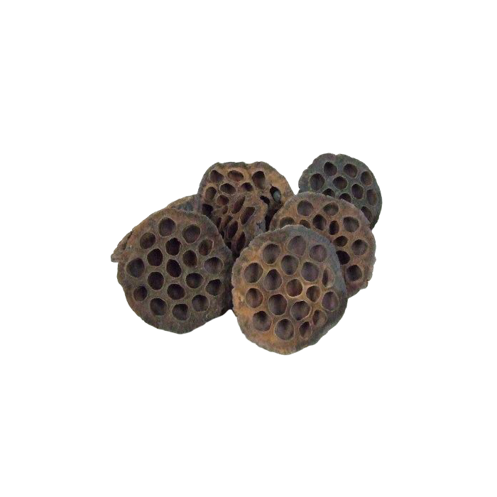 Lotus Heads Large x 50